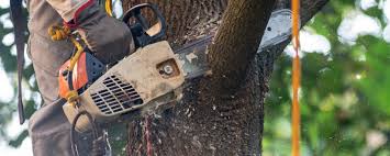 Best Tree Maintenance Programs  in Harlem, FL